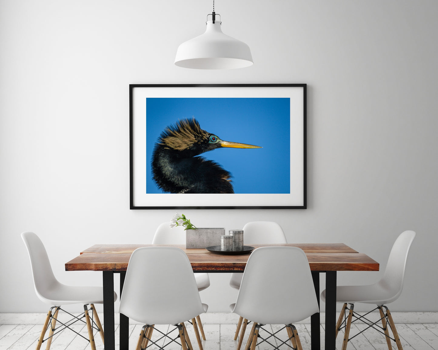 Anhinga