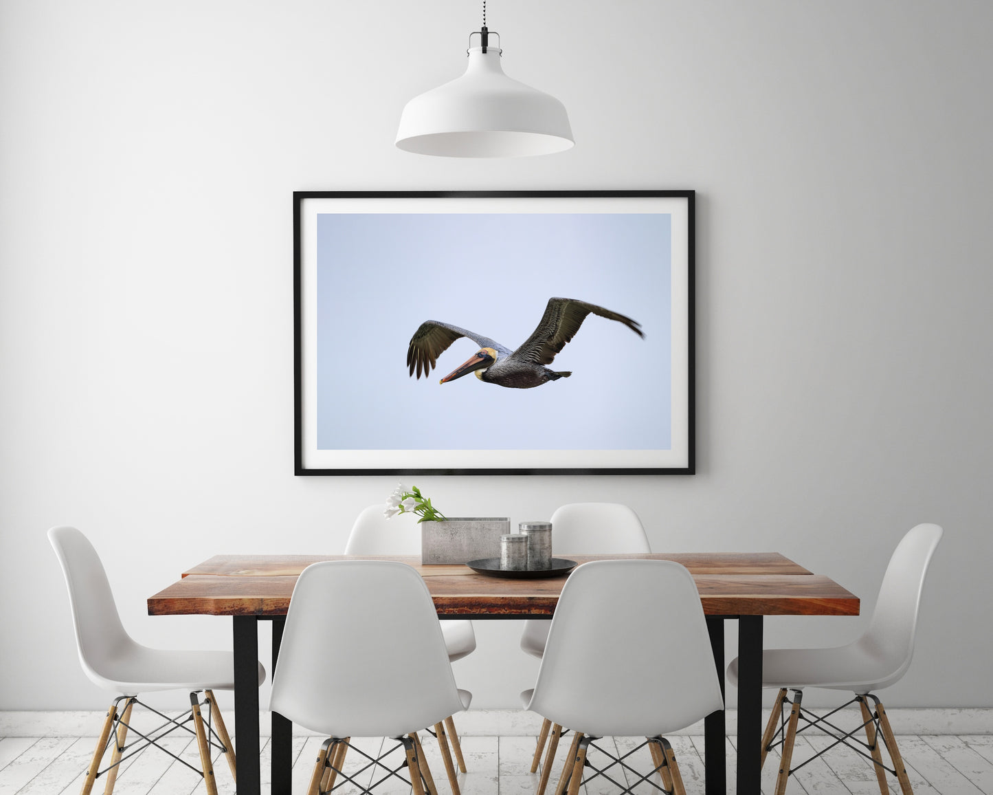 Brown Pelican
