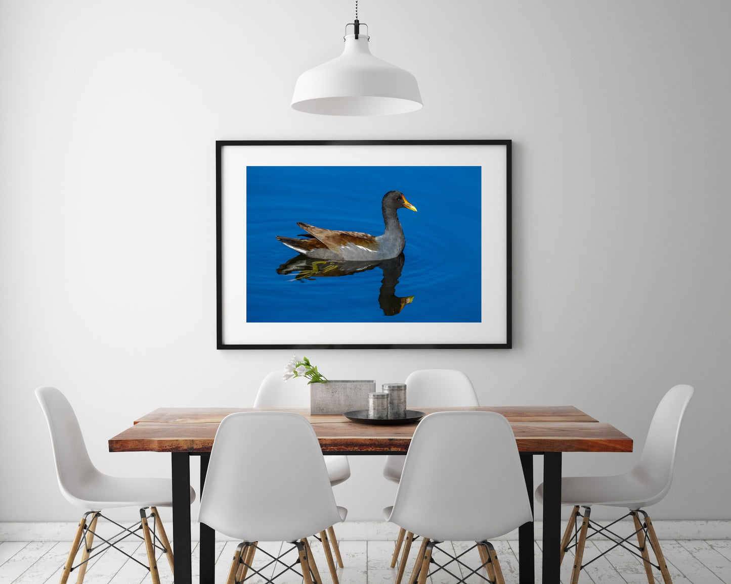 Common Gallinule