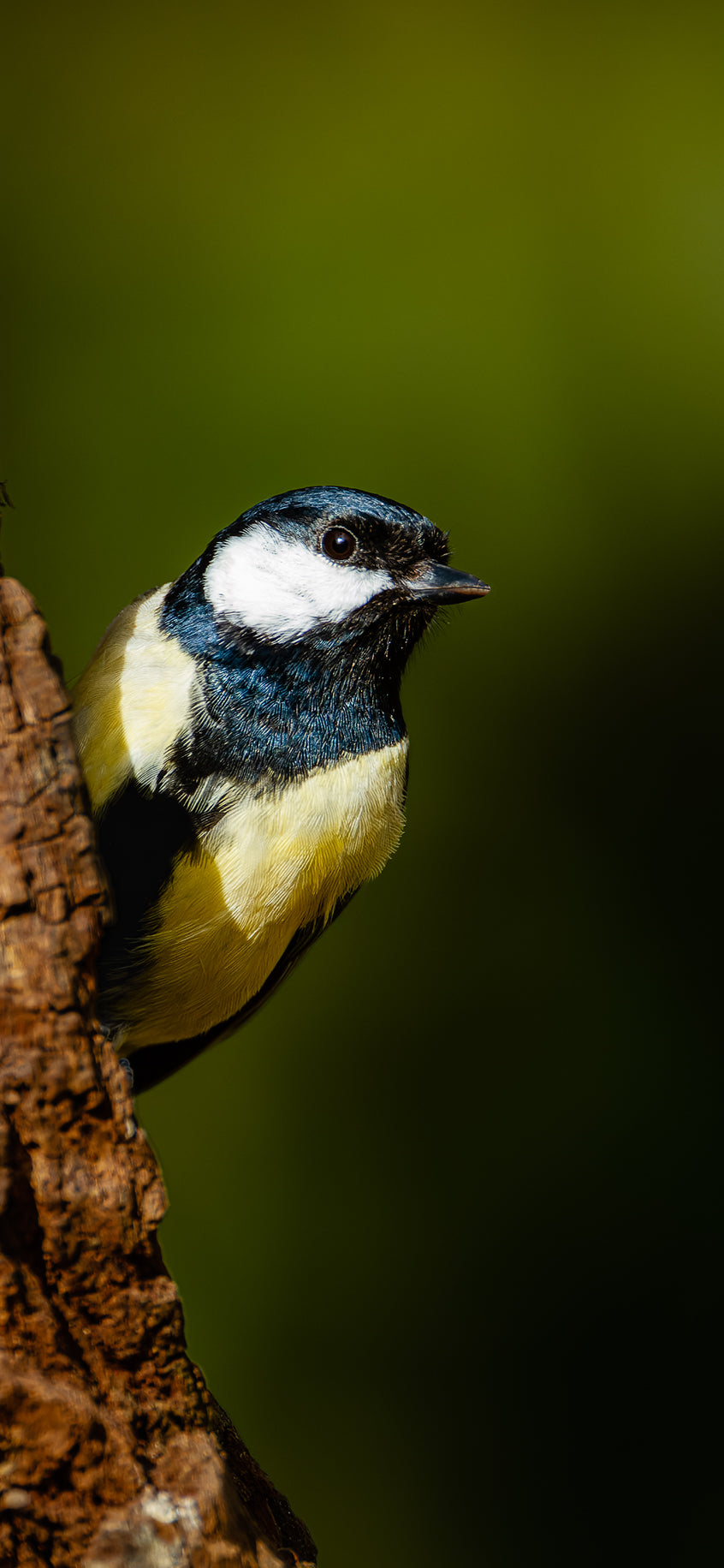 Great Tit 1 Free Open Edition Smartphone Wallpaper