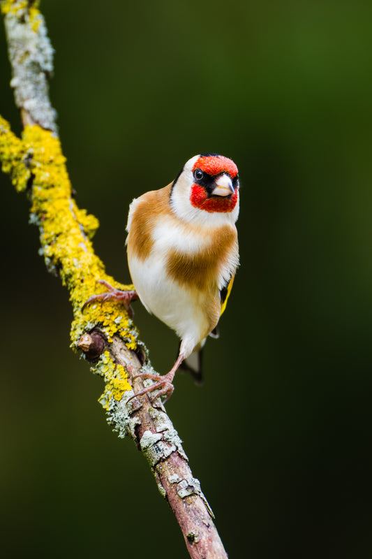 Goldfinch 1