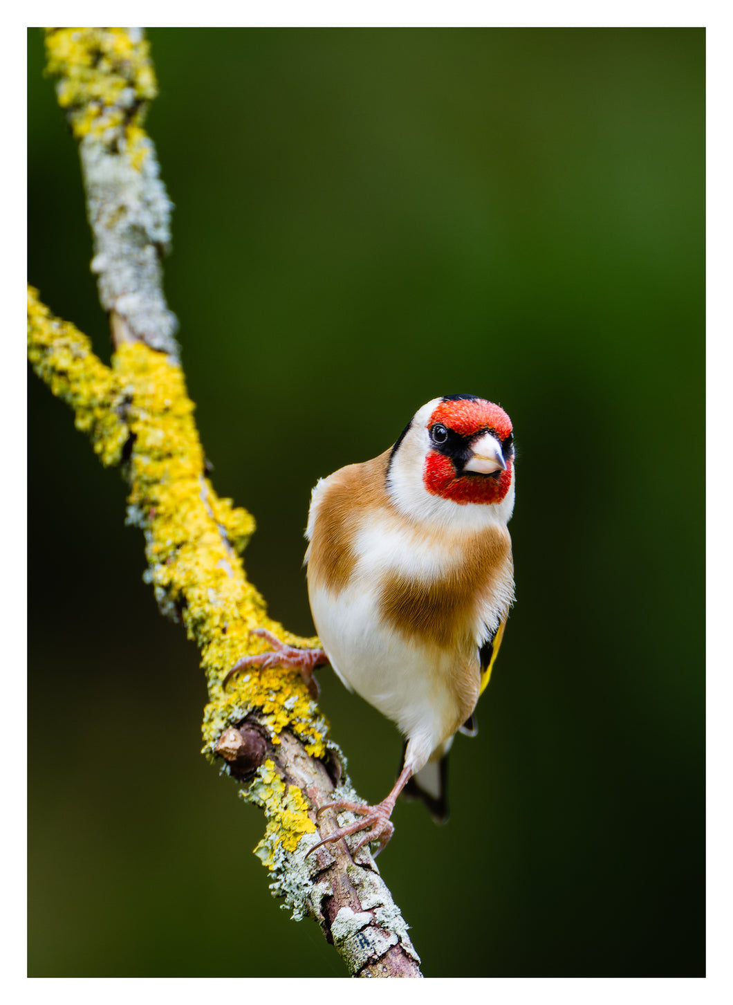 Goldfinch 1