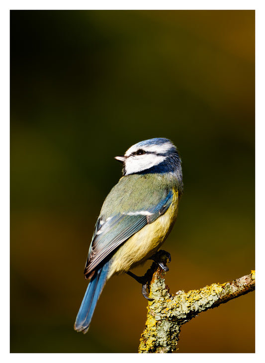 Blue Tit 1