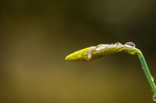 Daffodil Bud