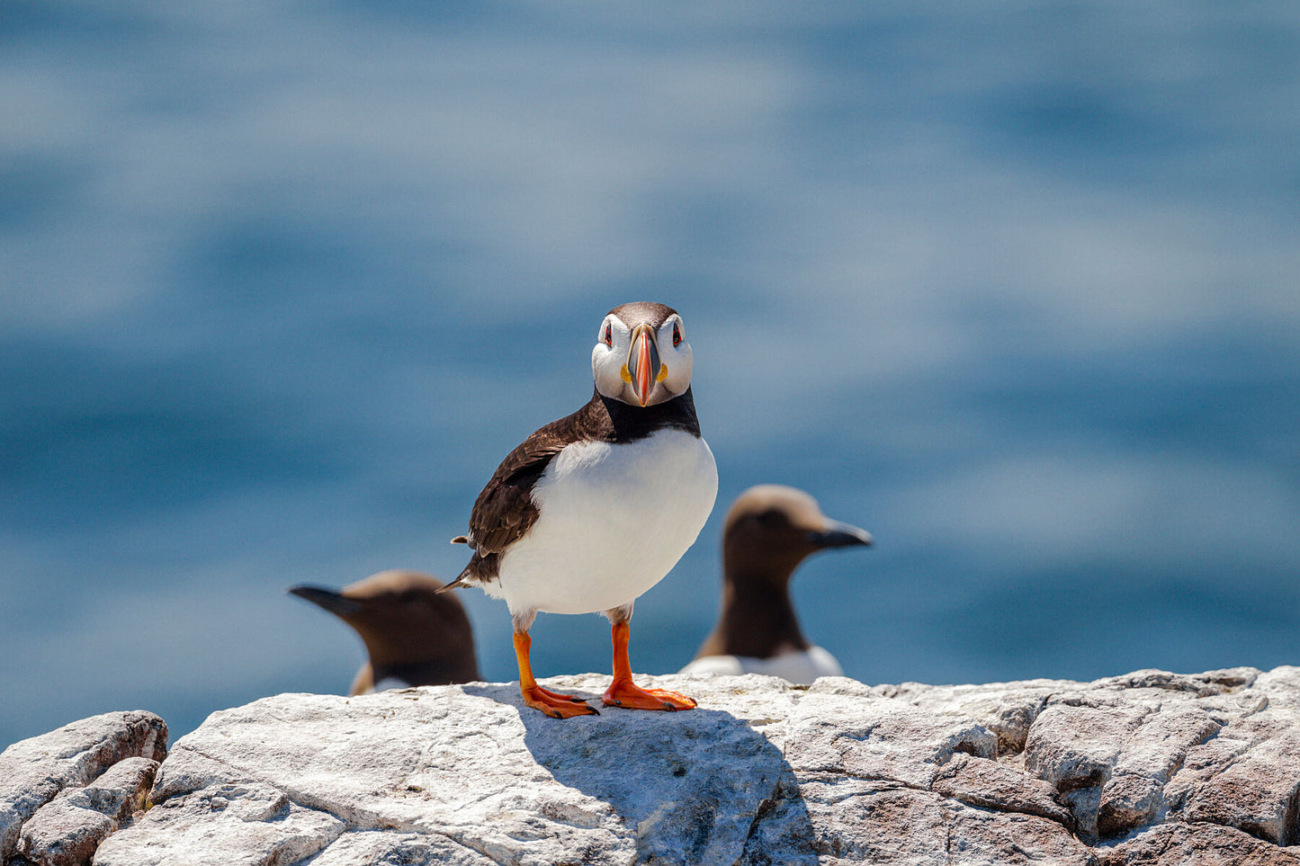 Puffin and Guillemots
