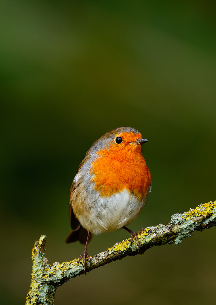 British Birds