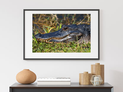 Alligator Grin