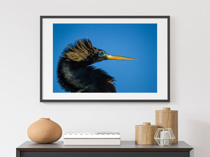 Anhinga