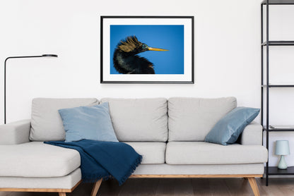 Anhinga