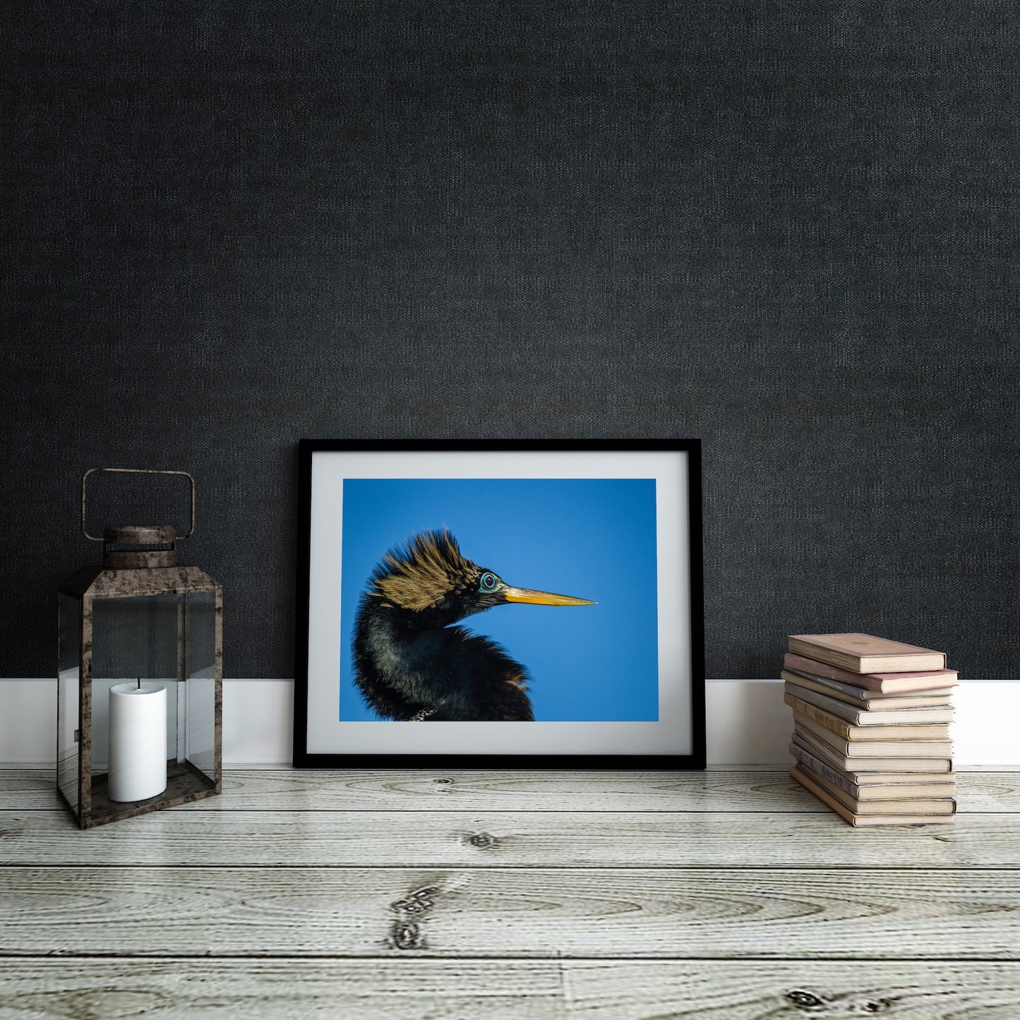Anhinga