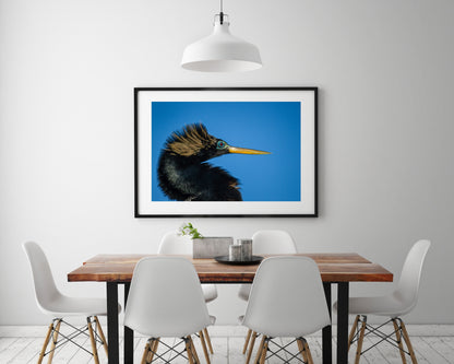 Anhinga