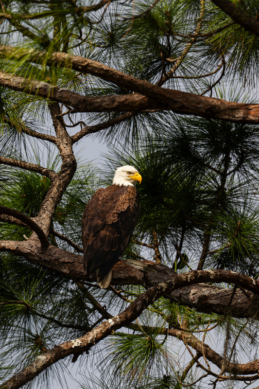 Bald Eagle