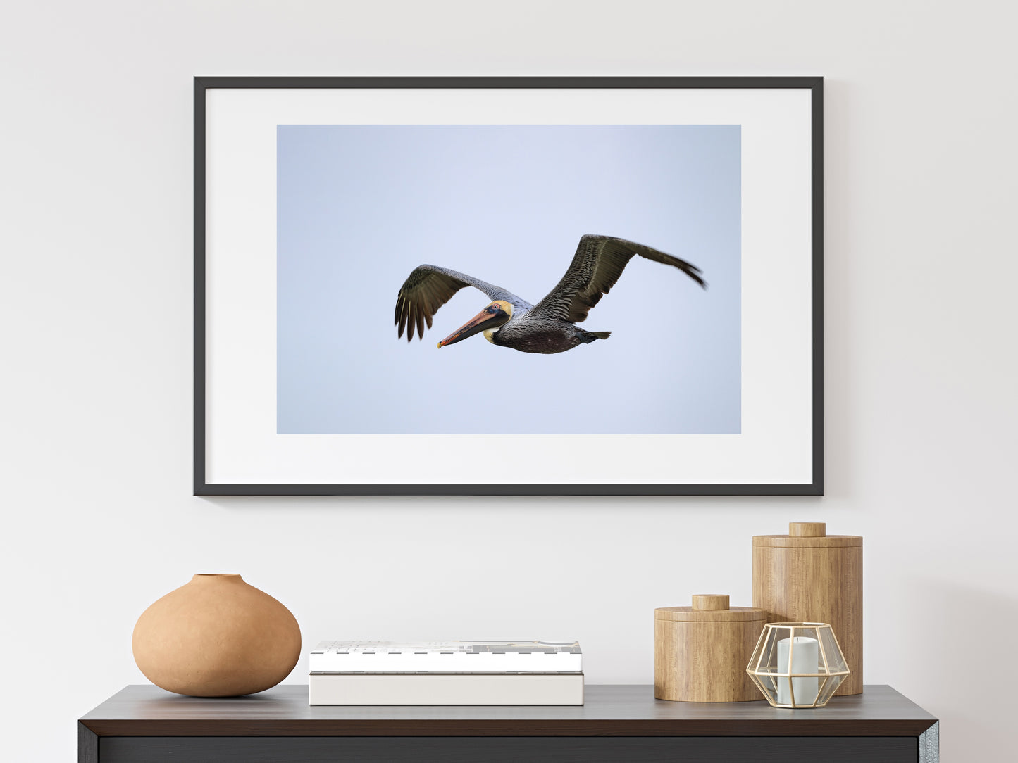 Brown Pelican