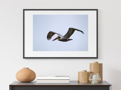 Brown Pelican