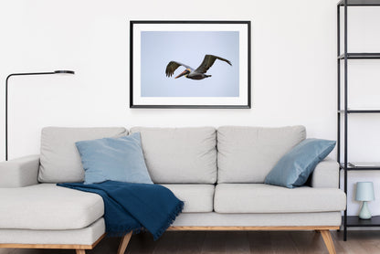 Brown Pelican