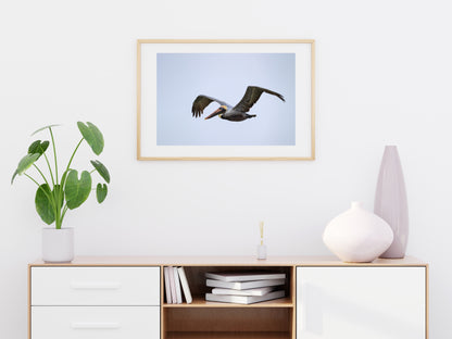 Brown Pelican