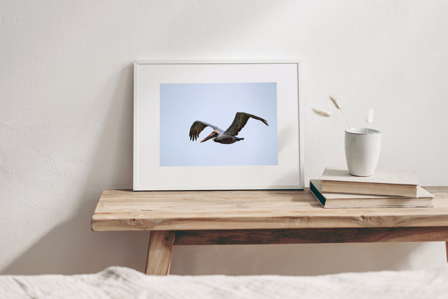 Brown Pelican