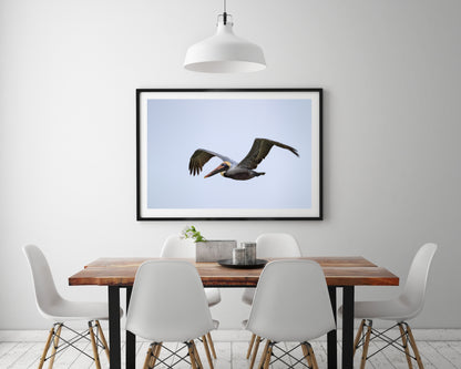Brown Pelican