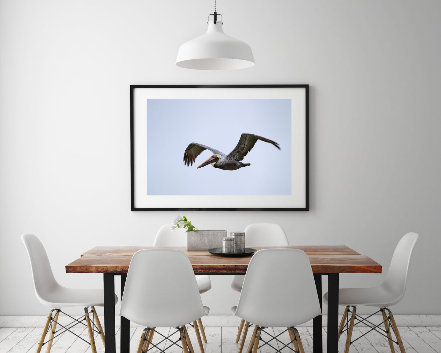 Brown Pelican