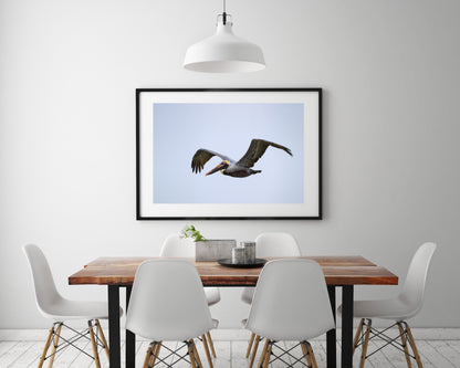 Brown Pelican