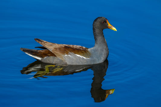 Common Gallinule