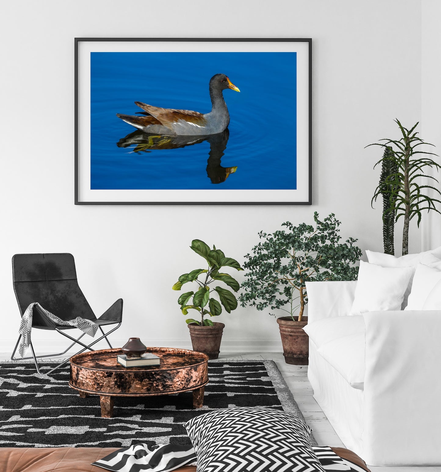 Common Gallinule