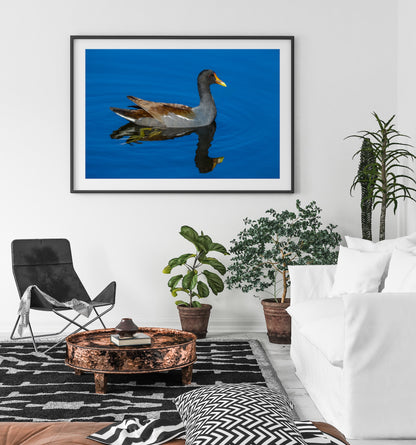 Common Gallinule
