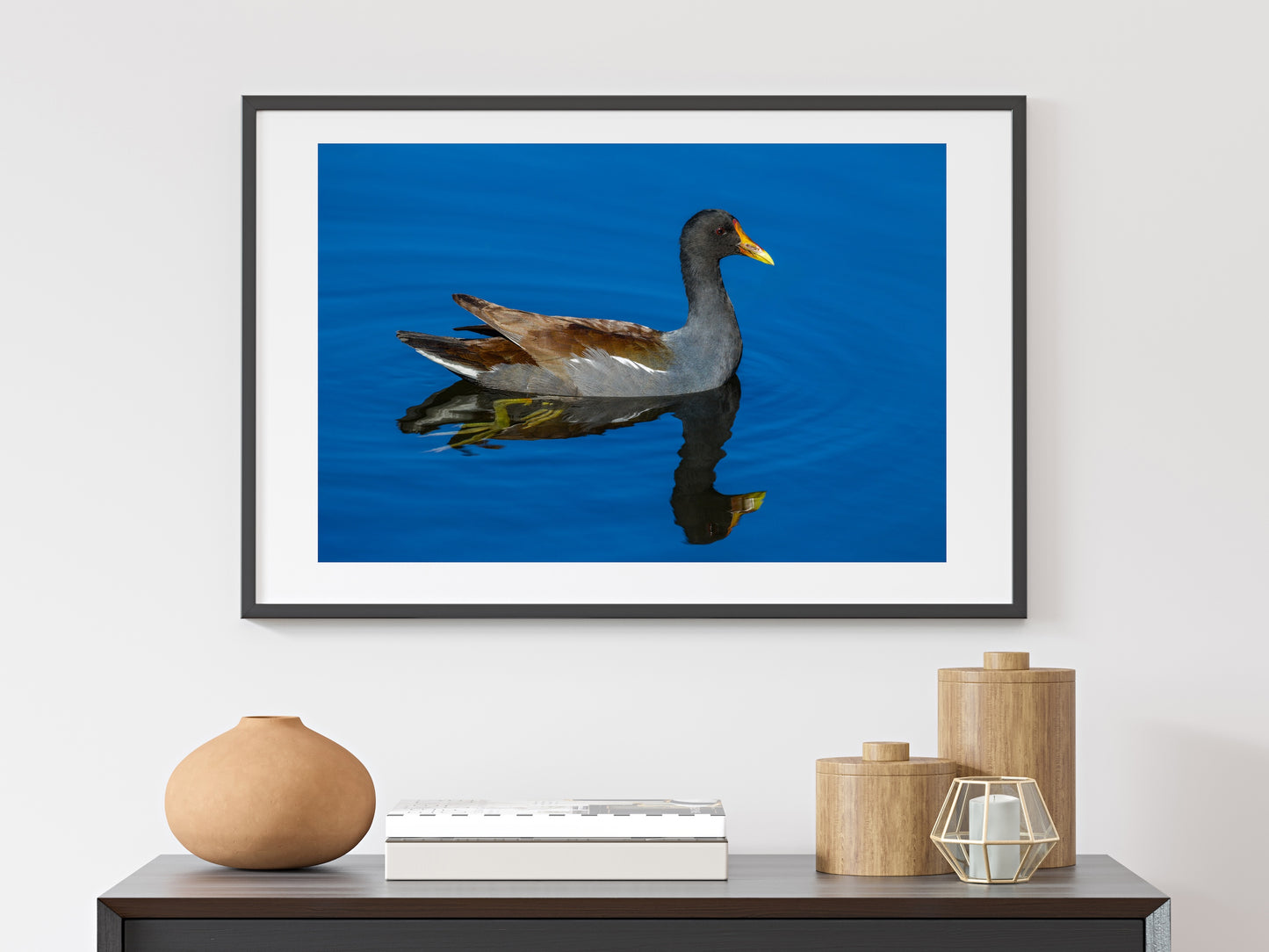 Common Gallinule