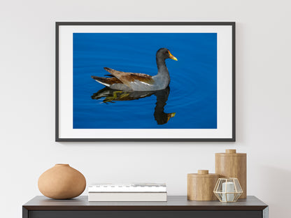 Common Gallinule