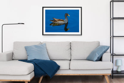 Common Gallinule