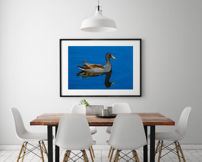 Common Gallinule