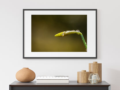 Daffodil Bud