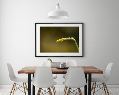 Daffodil Bud