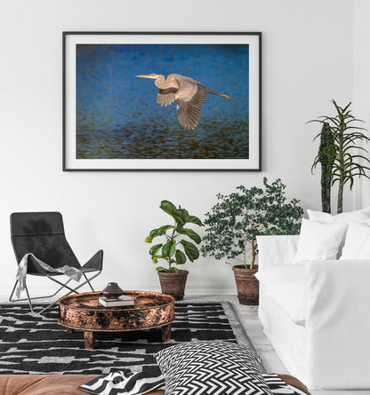 Great Blue Heron
