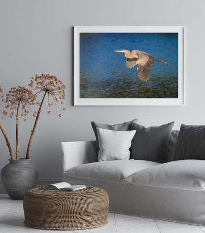 Great Blue Heron