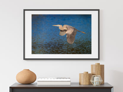 Great Blue Heron