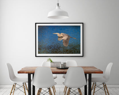 Great Blue Heron