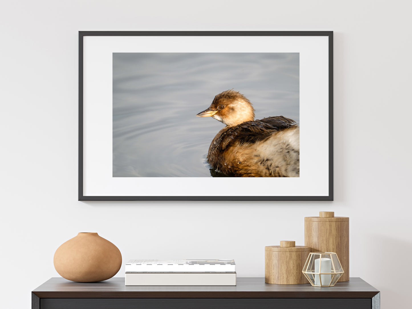 Little Grebe