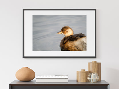 Little Grebe