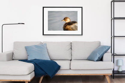 Little Grebe