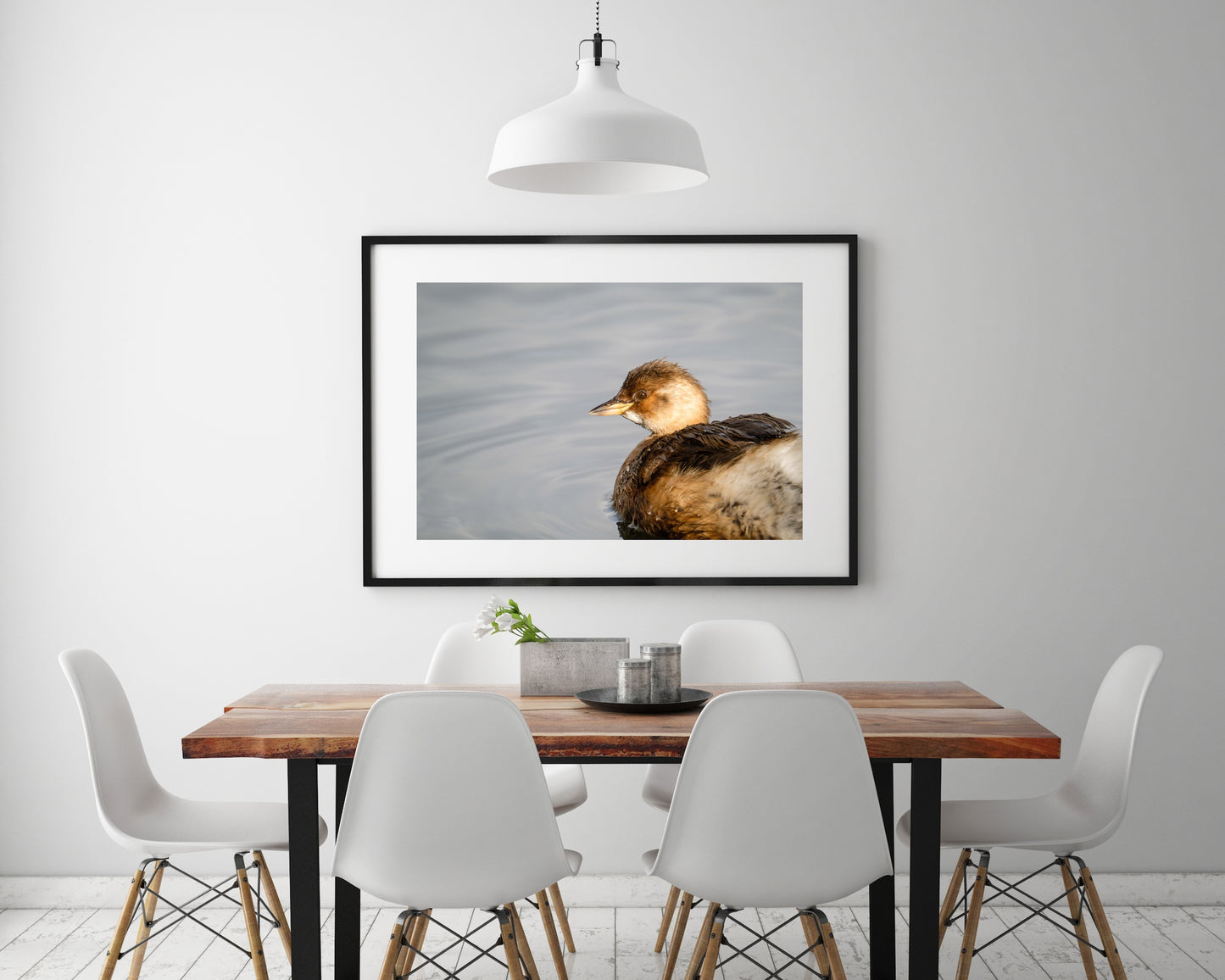 Little Grebe