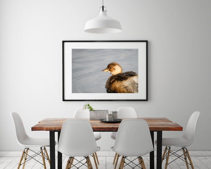 Little Grebe
