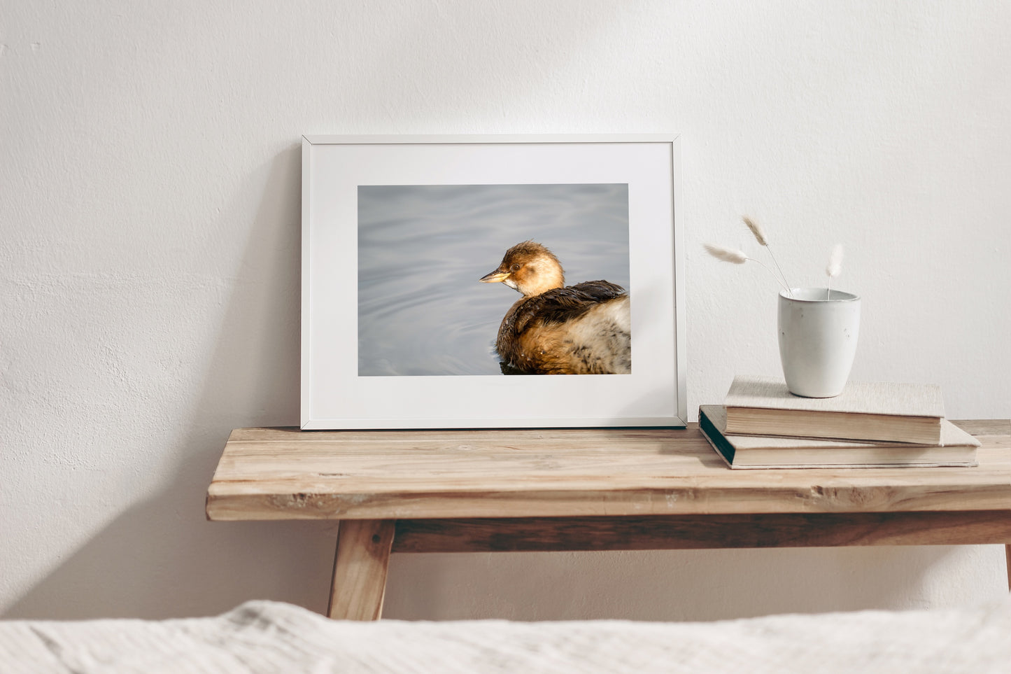Little Grebe