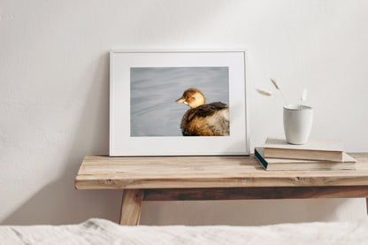 Little Grebe