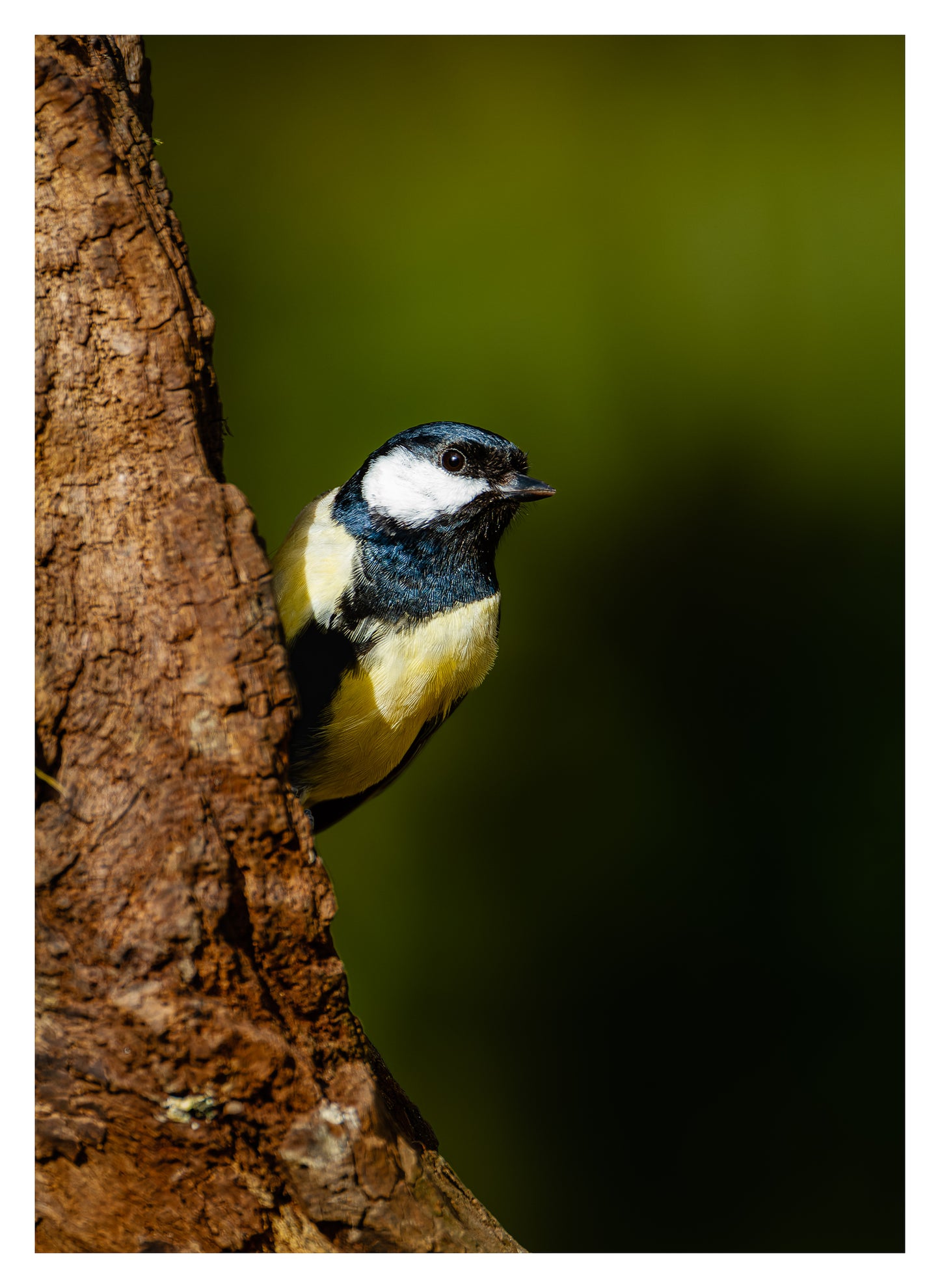 Great Tit 1