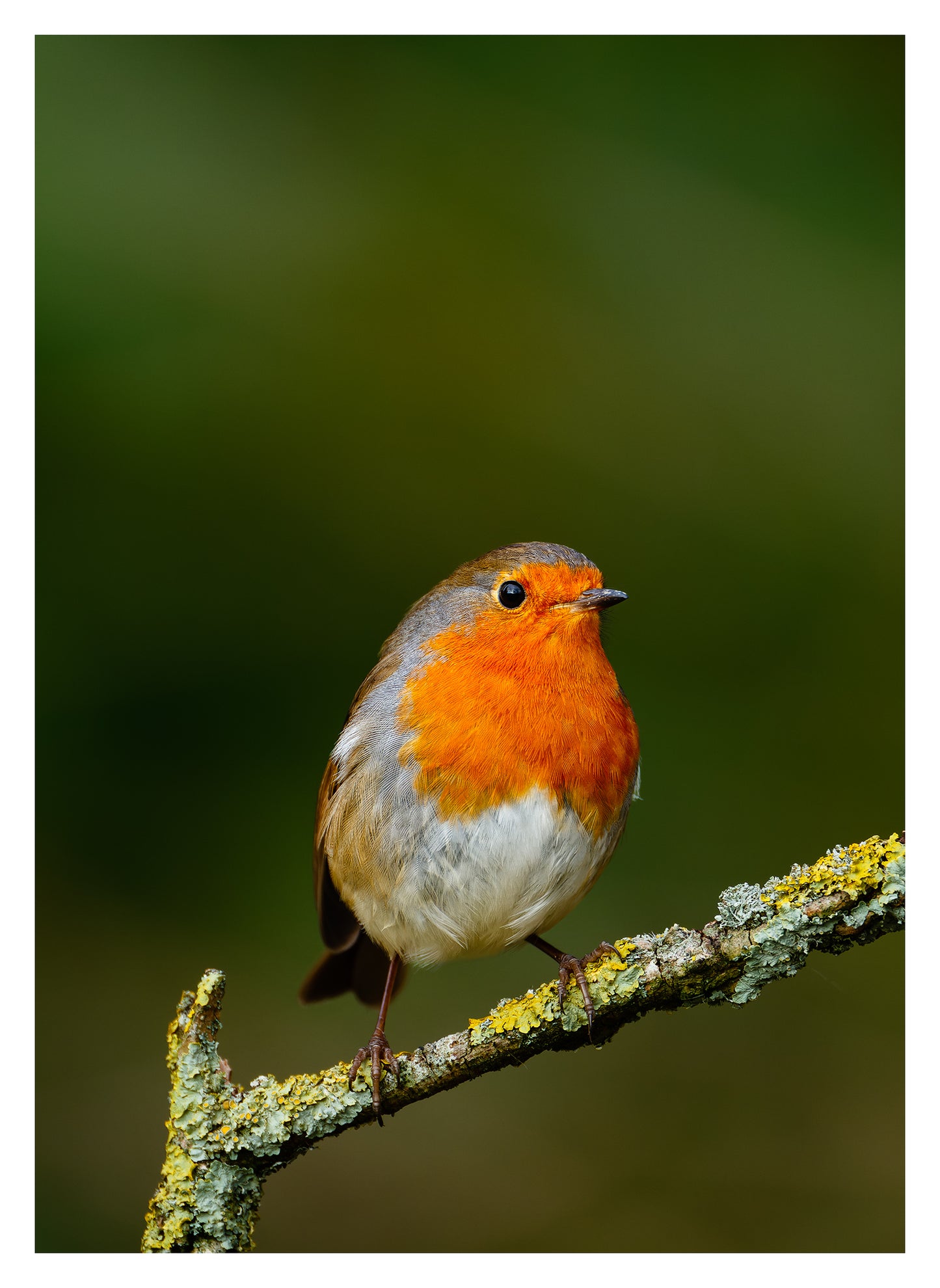 Robin 1