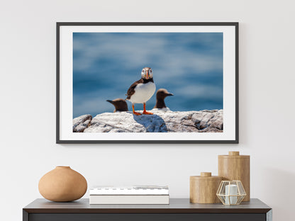 Puffin and Guillemots