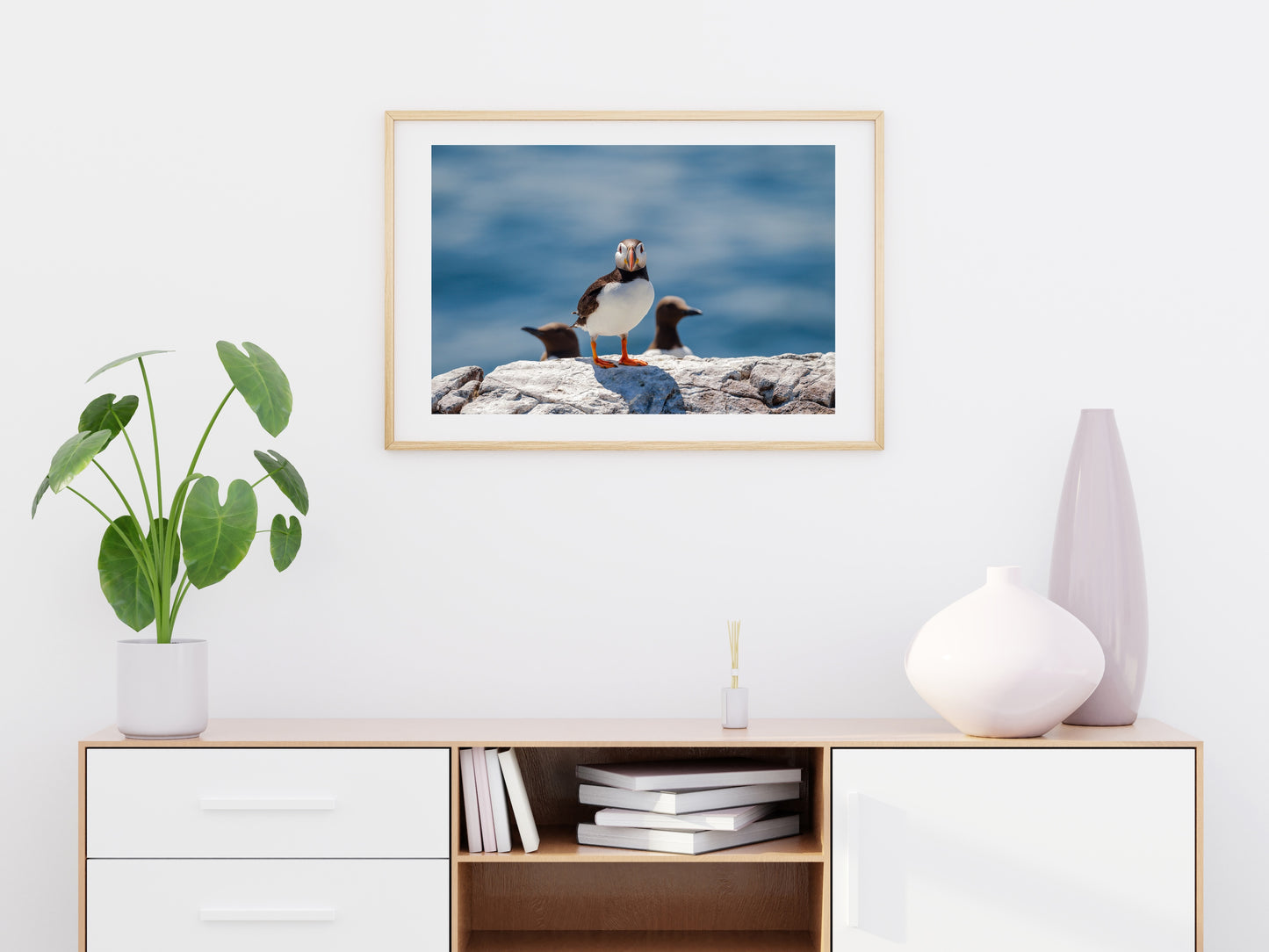 Puffin and Guillemots