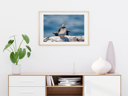 Puffin and Guillemots