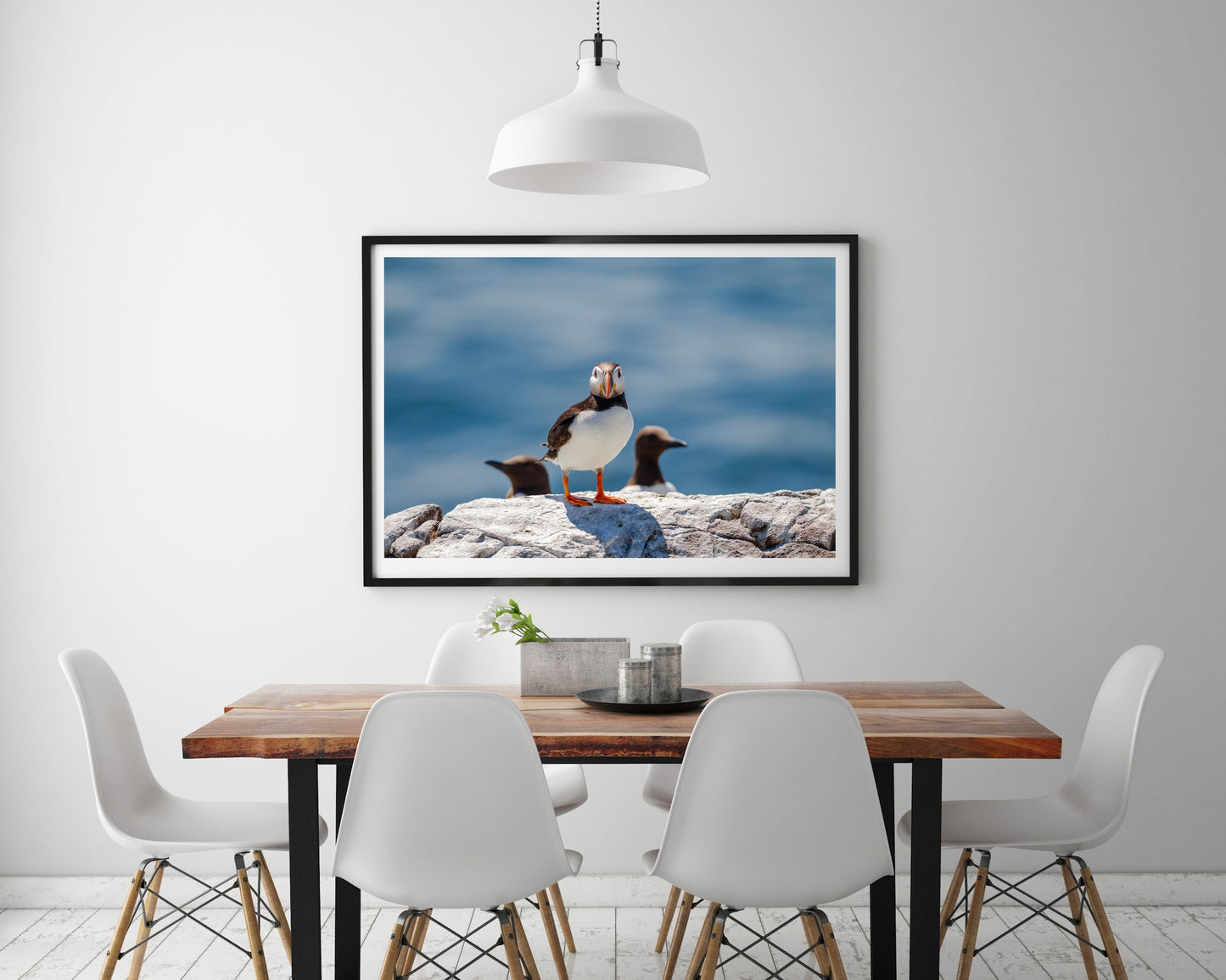 Puffin and Guillemots